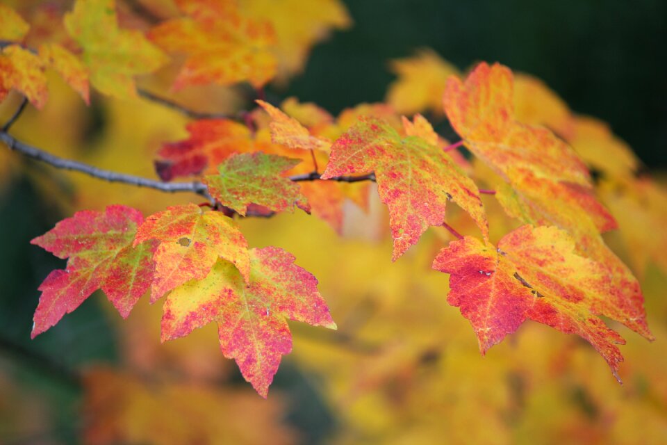 Autumn mountain life fall