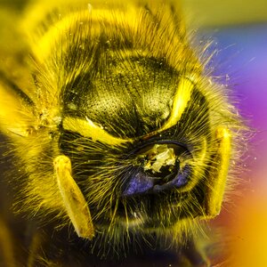 Do macro detail sharpness