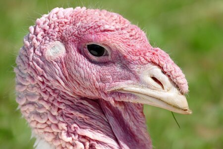 Turkey puter ugly