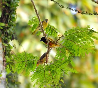 Animal leaf outdoors