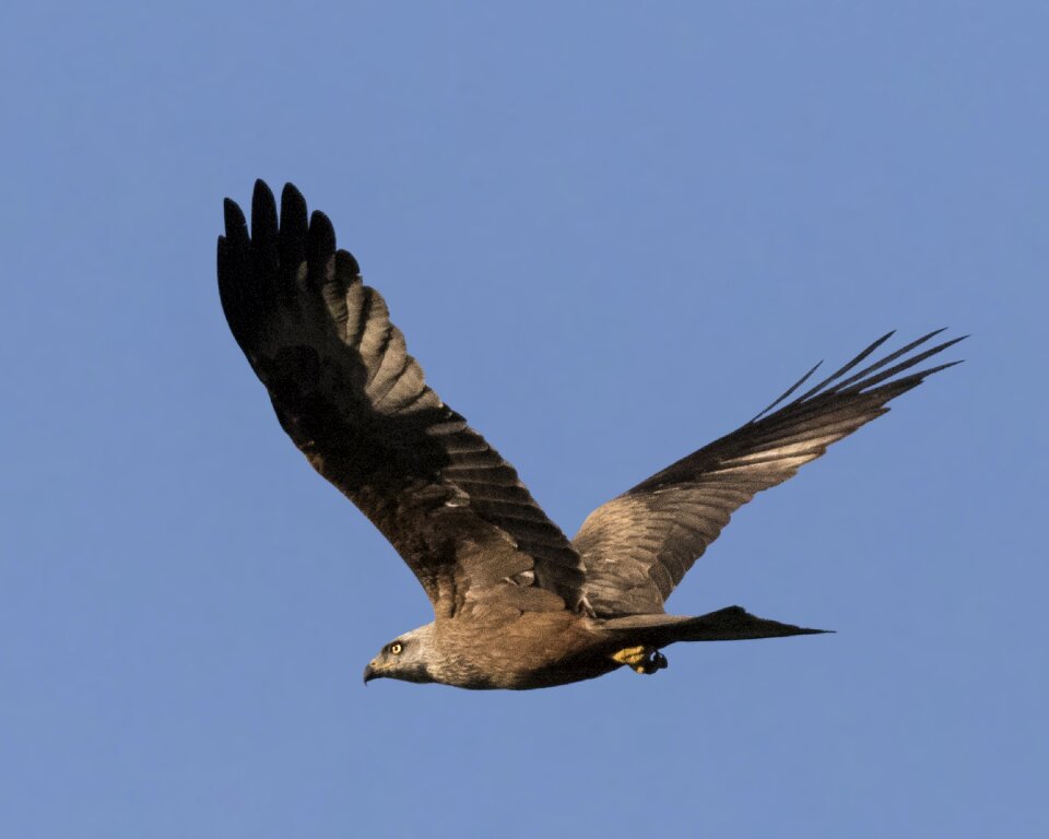Bird wildlife raptor