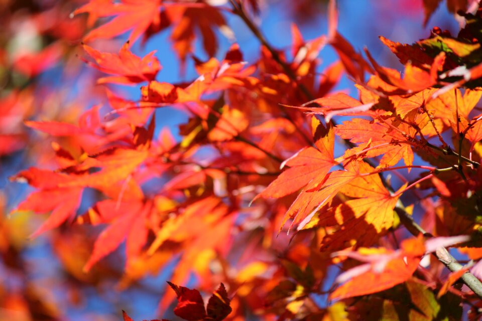 Season orange leaves
