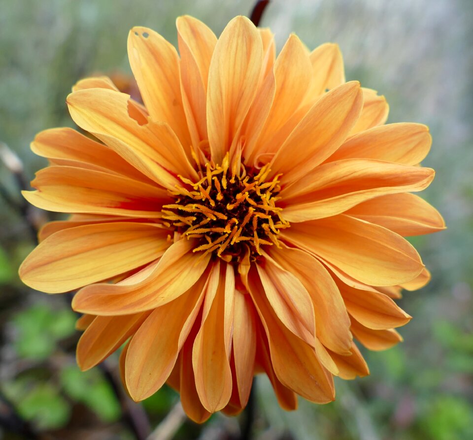 Dahlias pistil orange blossom