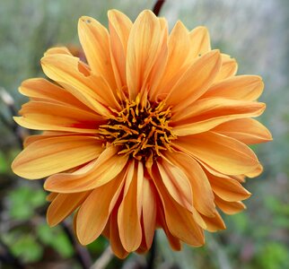 Dahlias pistil orange blossom