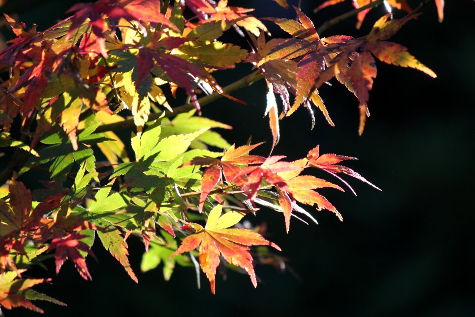 Leaf seasonal color