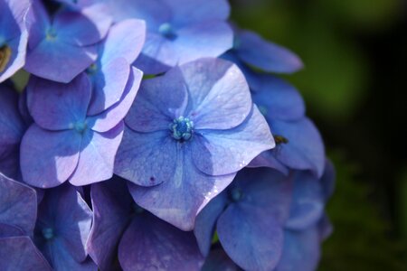 Violet pink flower