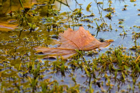 Nature fall mud puddle