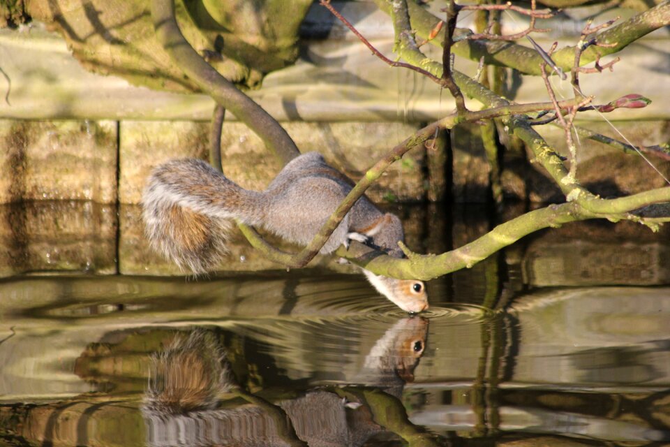 Water animal squirrel