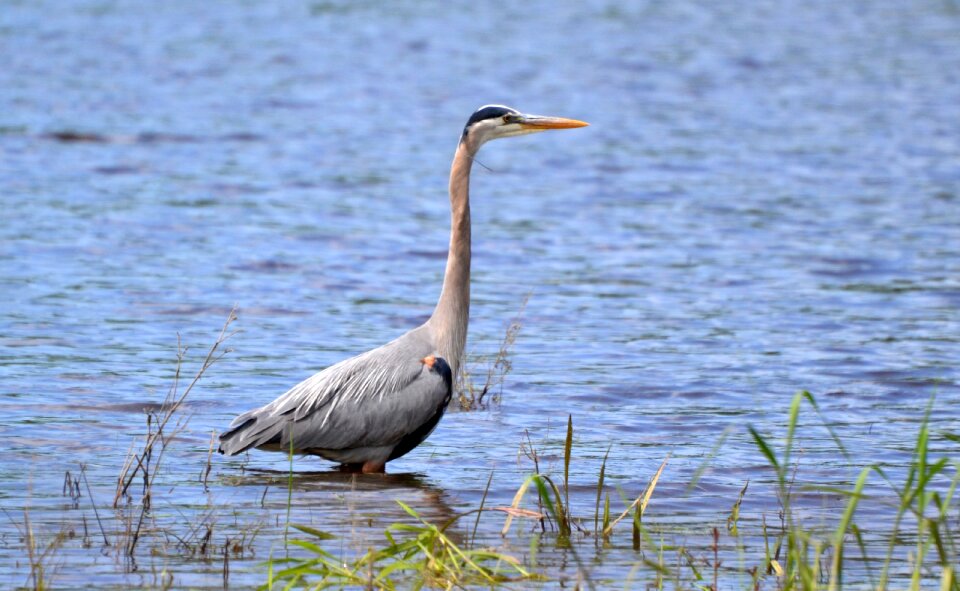 Bird blue heron solitary
