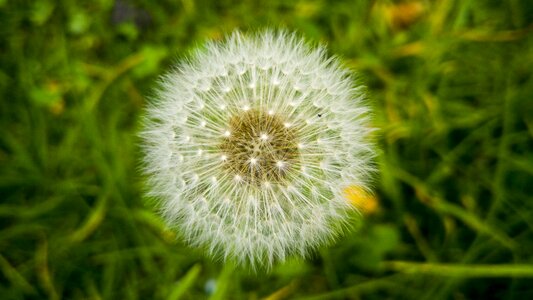 Lawn plant flower