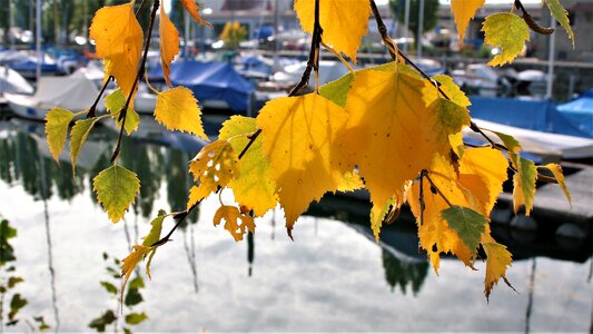 Port colors of autumn birch
