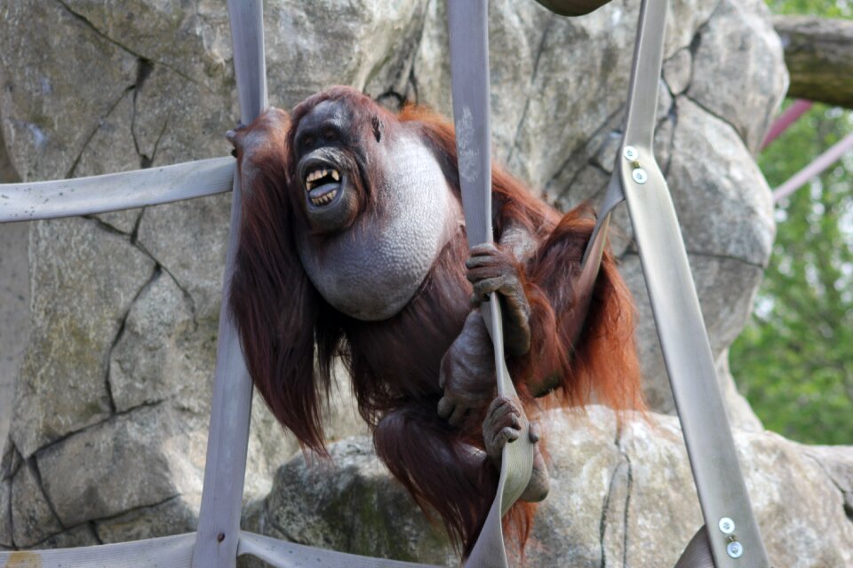 Mammal orangutan zoo