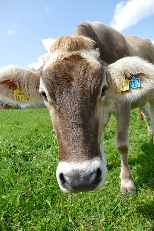 Allgäu fluffy button in ear