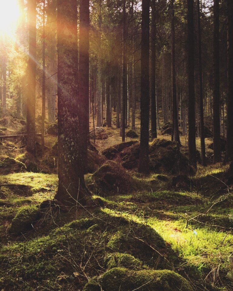 Trees plant sunrise