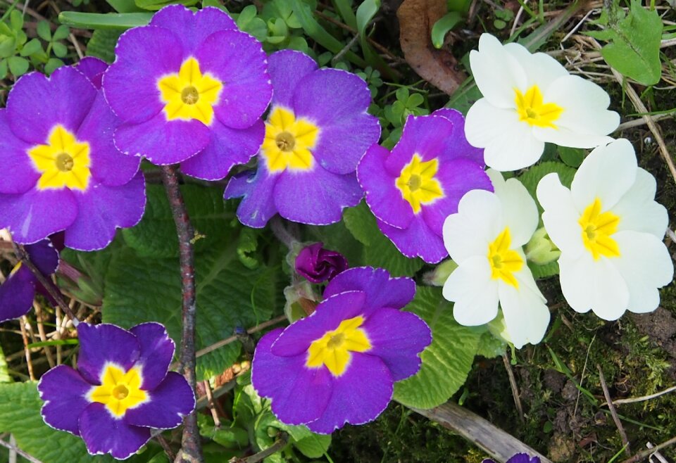 Frühlingsblüher spring garden photo