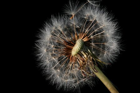 Nature faded dandelion fluff