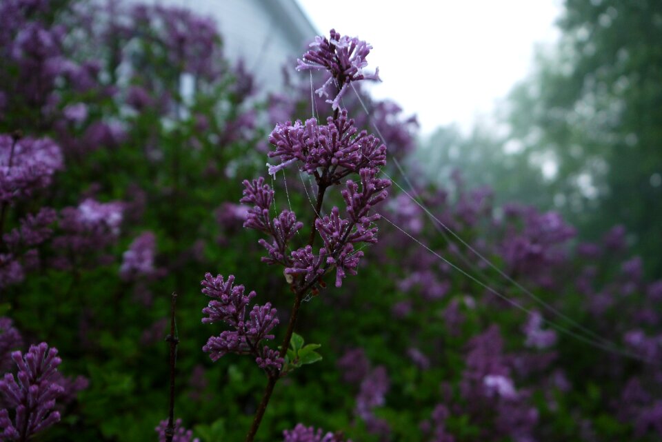 Dew flower purple