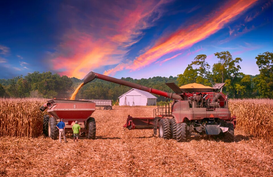 Food farm crop photo