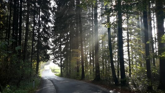 Sunlight haze autumn