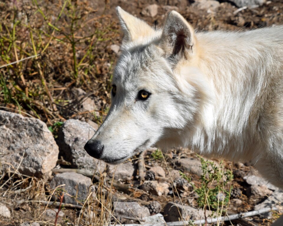 Profile predator wild animal