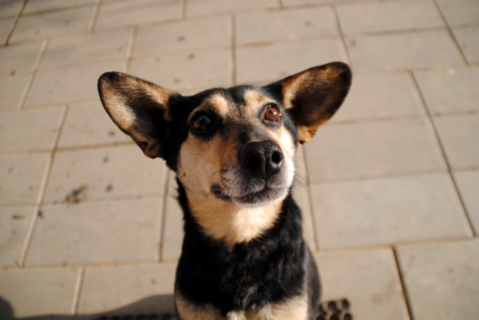 Outdoors portrait of a dog the head of the