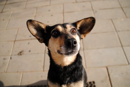 Outdoors portrait of a dog the head of the
