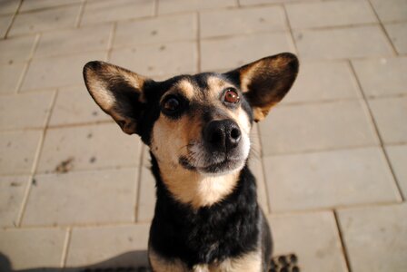 Outdoors portrait of a dog the head of the photo