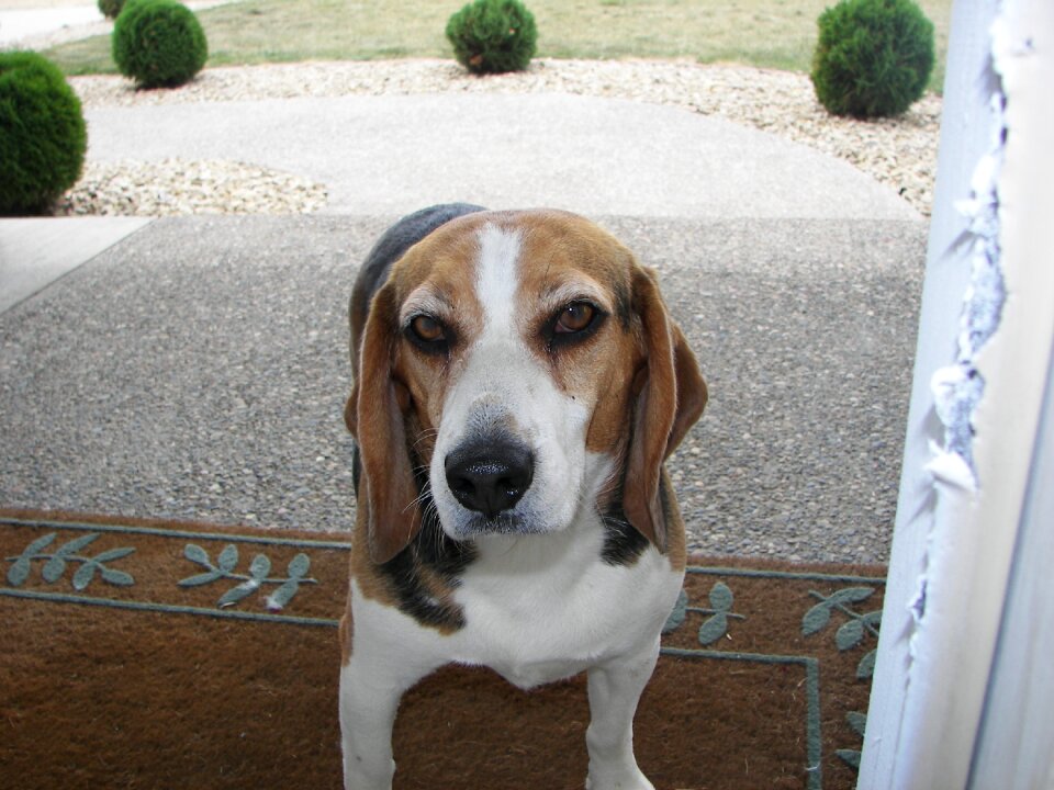 Beagle closeup curious