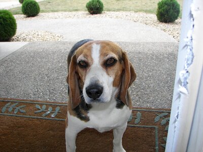 Beagle closeup curious