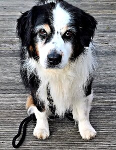 Male black white brown old dog photo