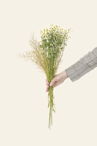 Flowers nature holding