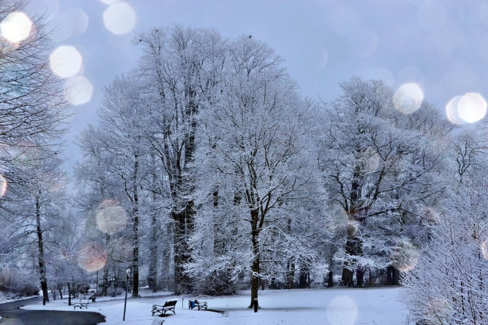 Frost on trees light snow frosty night