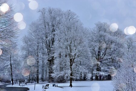 Frost on trees light snow frosty night