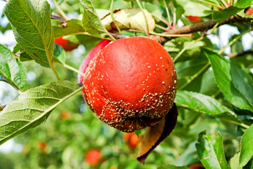 Decay rot kernobstgewaechs