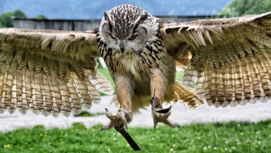 Owl bird feather photo