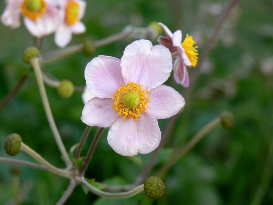 Garden flowers season photo