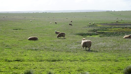 Farm landscape animal