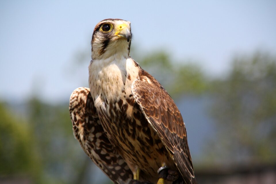 Bird of prey animal prey