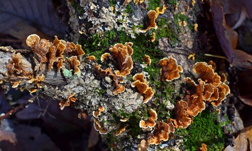 Fall cyanobacteria fungi photo