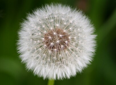 Nature summer dandelion