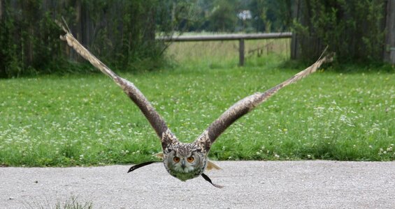 Grass eagle owl raptor