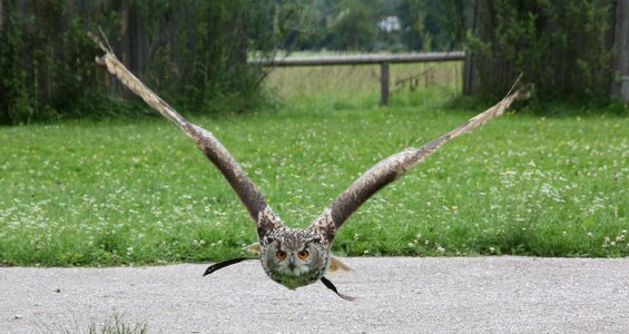 Grass eagle owl raptor photo