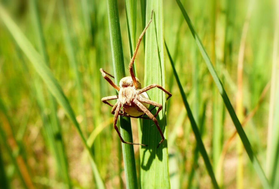 Lawn plant spider