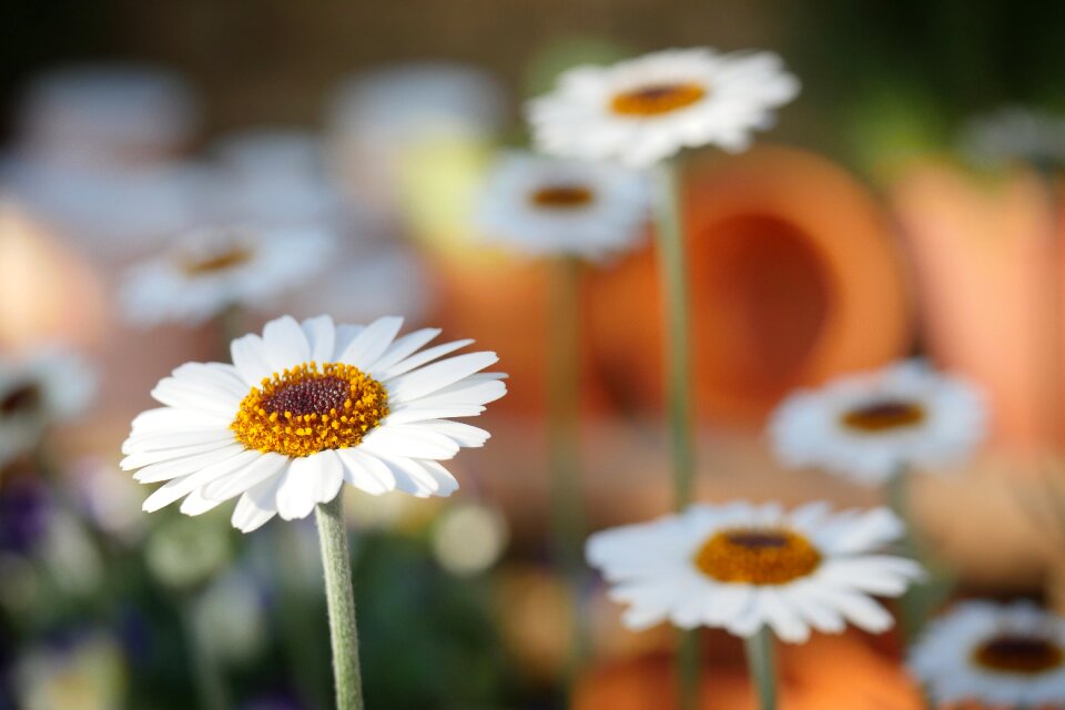 Flower plant spring