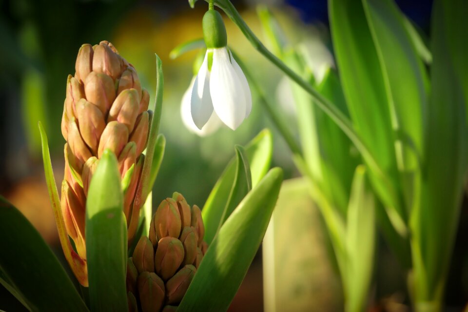 Flower growth bloom
