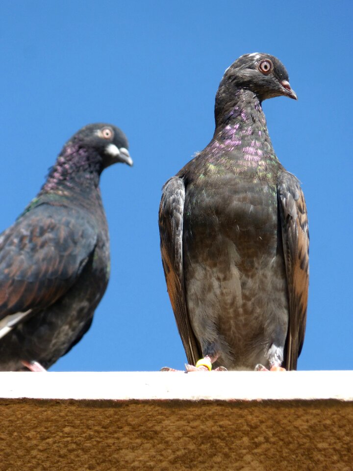 Paloma uralita birds