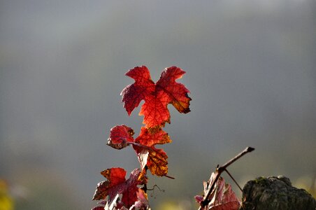 Emerge fall color red leaves