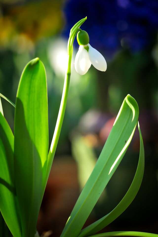Flower growth spring