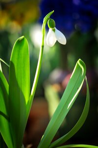 Flower growth spring