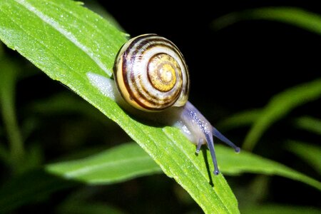 Snail leaf macro